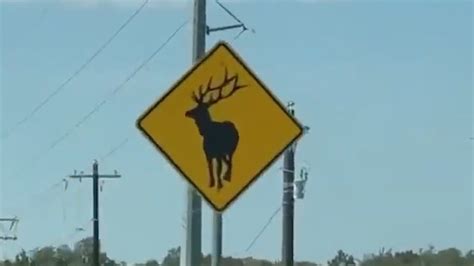 Wait — are there elks in Central Texas?